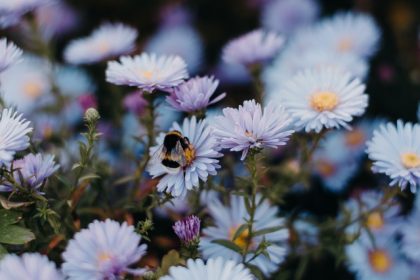 Garden at Chelsea Flower Show set to inspire church community gardens