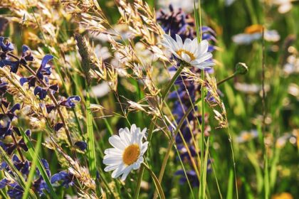 Celebrating Biodiversity and God’s Creation in Churchyards – A Case Study