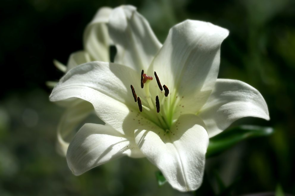 Bereavement Guidance
