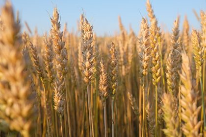 Lent Reflections 2024: Lent 5 – As a Grain of Wheat Falls