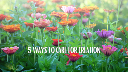 Creationtide 2024: Caring for Your Garden, Space or Church Yard