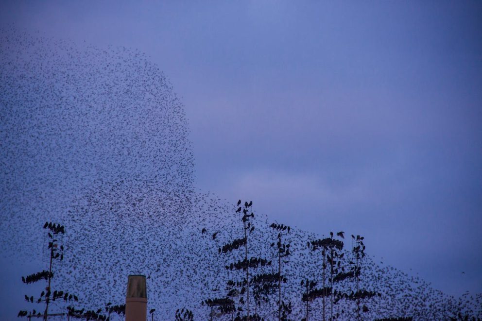 Murmuration