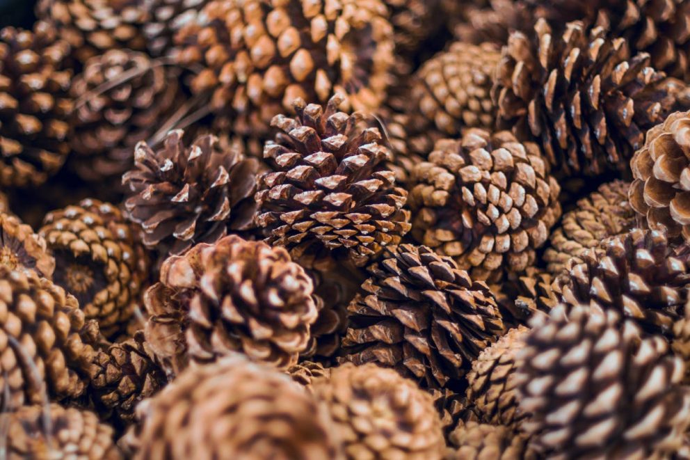 Pine cones