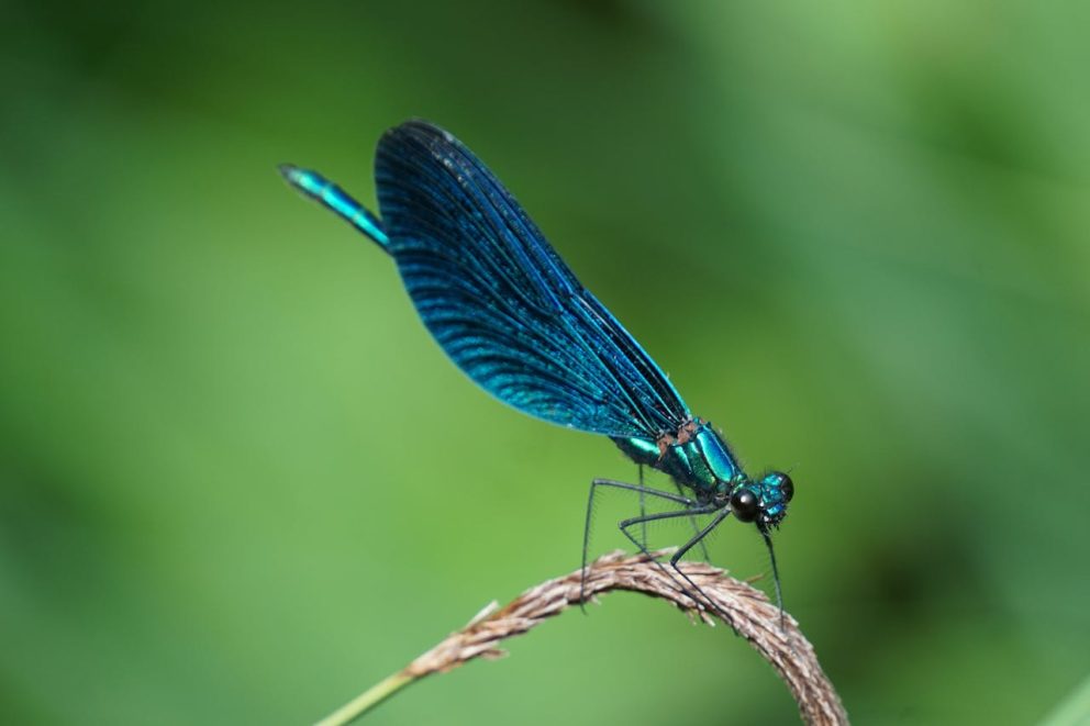 Dragonfly
