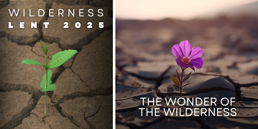 Lenten Reflection: The Wonder of the Wilderness